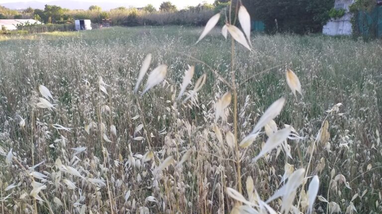 Epillets