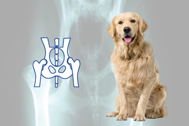ARTHROSE CHIEN