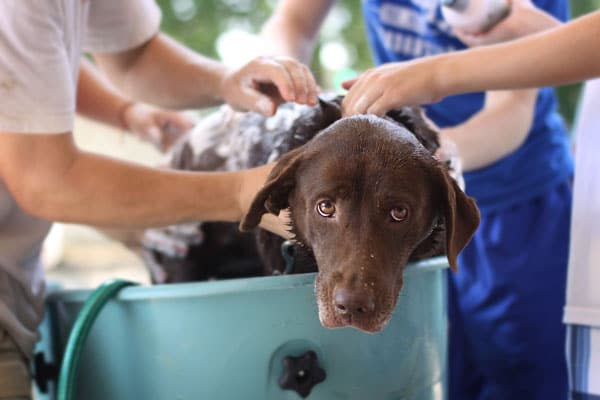 Lavage de chien