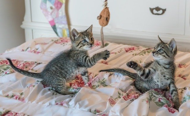 Deux chatons tabby jouant et se chamaillant sur un lit. Le jeu est essentiel au développement du chaton et stimule ses instincts naturels de prédateur pour une socialisation équilibrée. Image Pixabay.