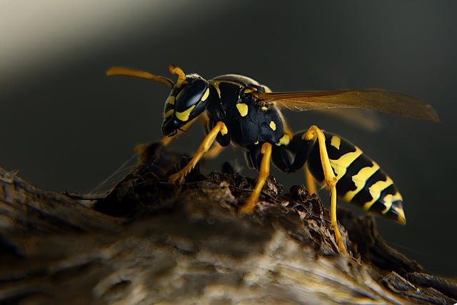 Photographie en gros plan d'une guêpe, insecte piqueur représentant un danger pour les chiens et chats lors des sorties estivales, à consulter en urgence vétérinaire.